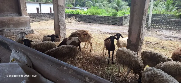Ovelhas 