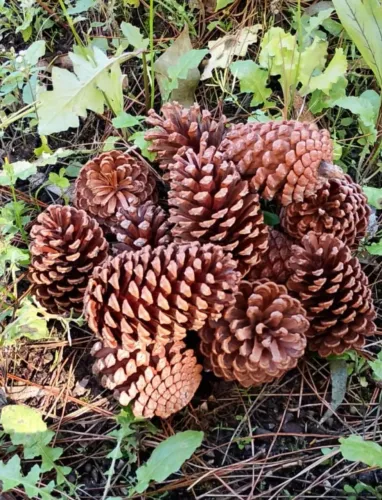Acendedor Orgânico 40 Unidades Churrasqueira Fogueira Pinha Natural