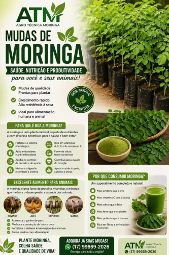 Semente de moriga 