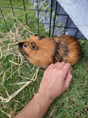 Porquinho da Índia para doação