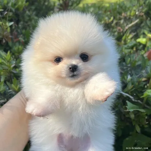 Lulu da Pomerânia