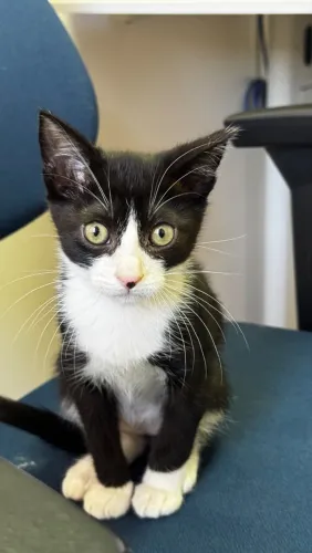 Gatinha 3 meses para adoção