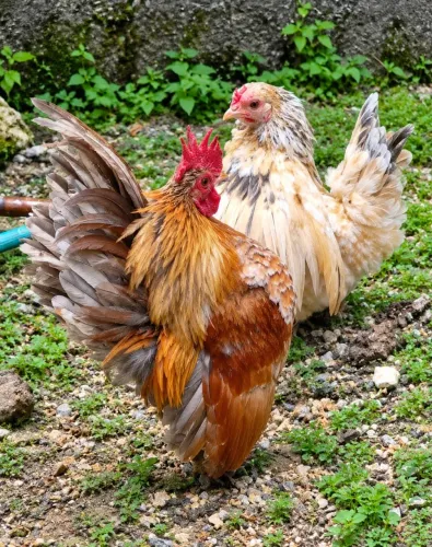 Galos 