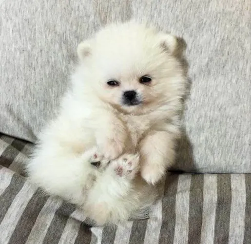 DOAÇÃO LULU DA POMERÂNIA