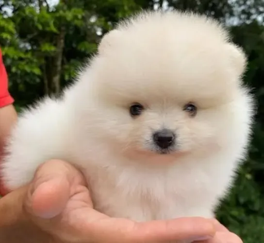 Lulu da Pomerânea Filhotes Anões Belíssimos.