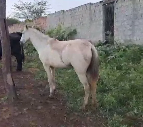 Cavalo