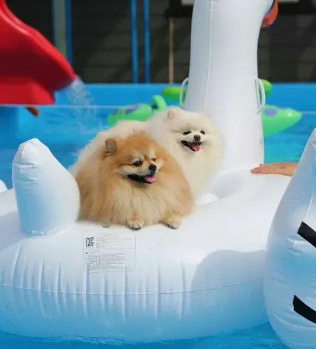 Lulu da Pomerania Brilho Que Acompanha Passos