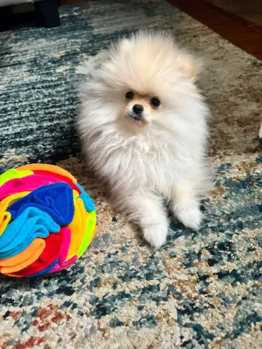 Lulu mini