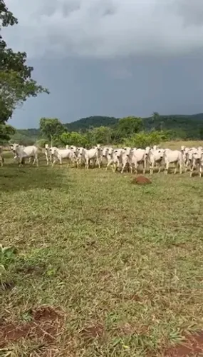 Fazenda de 83 alqueires em Niquelandia-Go