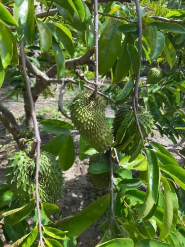 Frutifera Mudas de Graviola Enxertada P/vasos