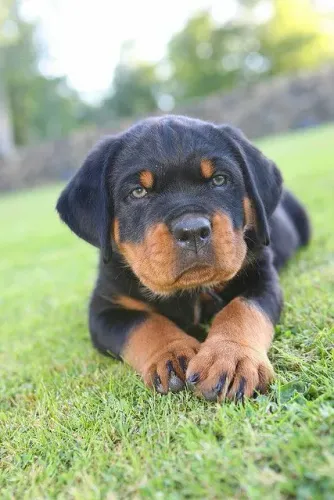 Filhote de Rottweiler - Raça Pura