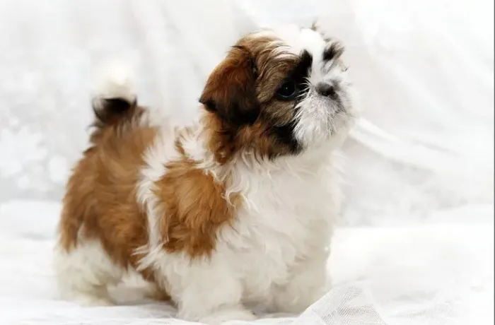 hih-Tzu: Filhotes Lindos, Várias Cores Disponíveis, Padrão Pequeno