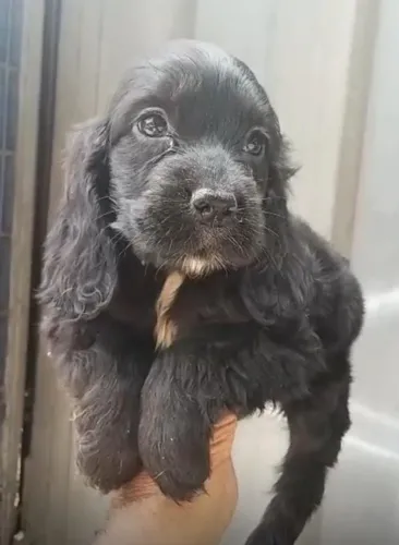 Cocker Spaniel Inglês - Orelhinhas Longas e Muito Amor!