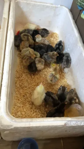 Pintinhos 