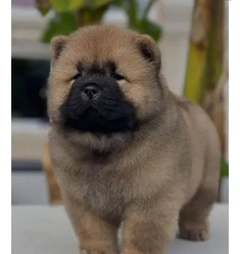 Filhotes de Chow Chow | Traga um pouco de amor pra casa!