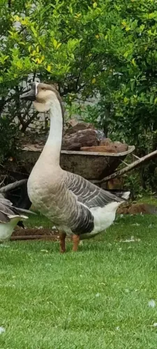 Venda ganso africano de barbela macho