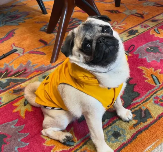 Filhote pug, O presente perfeito para sua família está aqui!