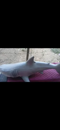 Tubarão