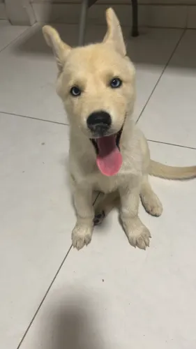 Filhote de Husky à venda - linha Shepsky