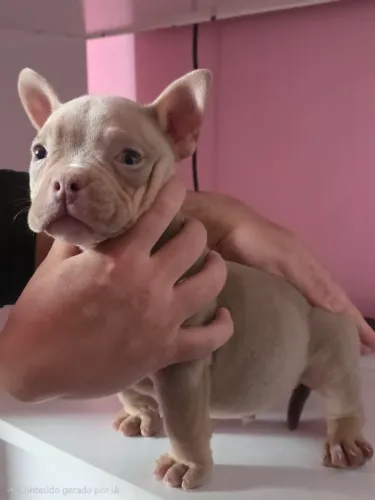 American bully