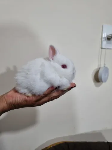 Coelho anao Netherland Dwarf