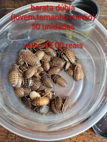 Barata dúbia(tamanho médio)