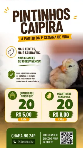 Pintinhos Caipiras