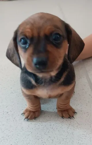 Filhote Macho Dachshund