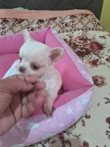 Lindos chihuahua macho femeas pelo longos e pelo curtos
