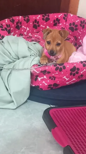 Filhote Pinscher 1 a venda muito bonita?