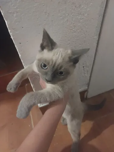 Doação de gatos