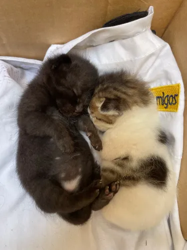Gatinhos para adoção!