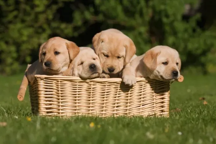 Labrador filhote