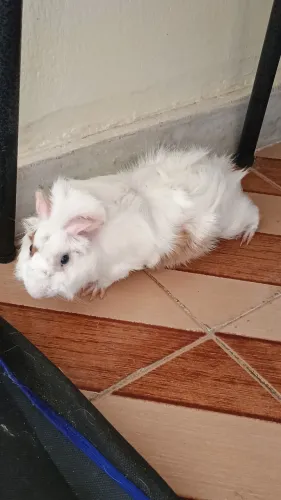 Porquinho da índia /macho