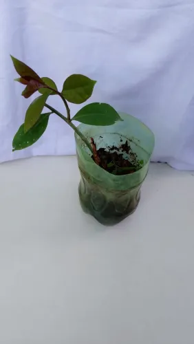 Muda de ora pronobis