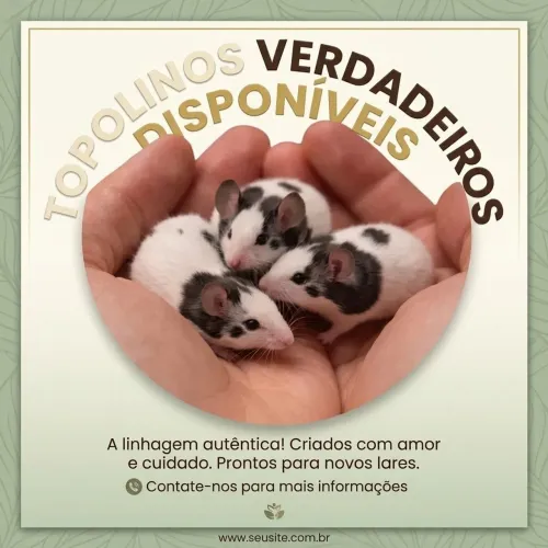 TOPOLINOS VERDADEIROS