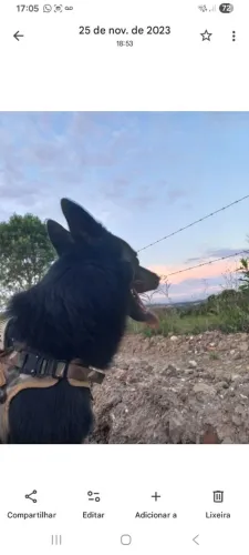 Cachorro pastor alemão 