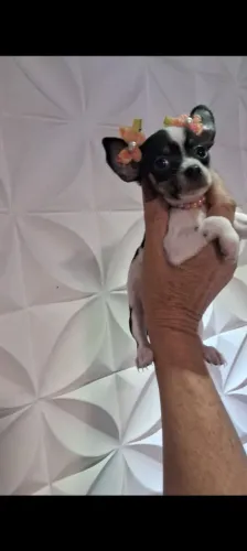 Lindos laços