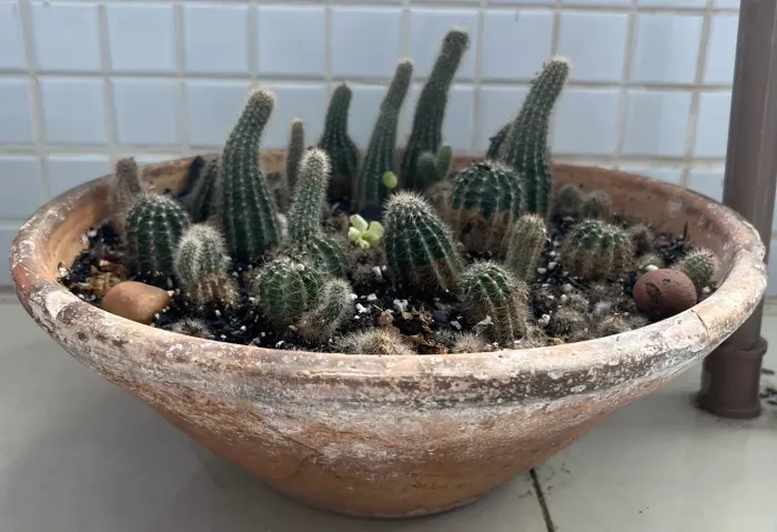 Planta: Cactos Filhotes (Vaso cerâmica grande)