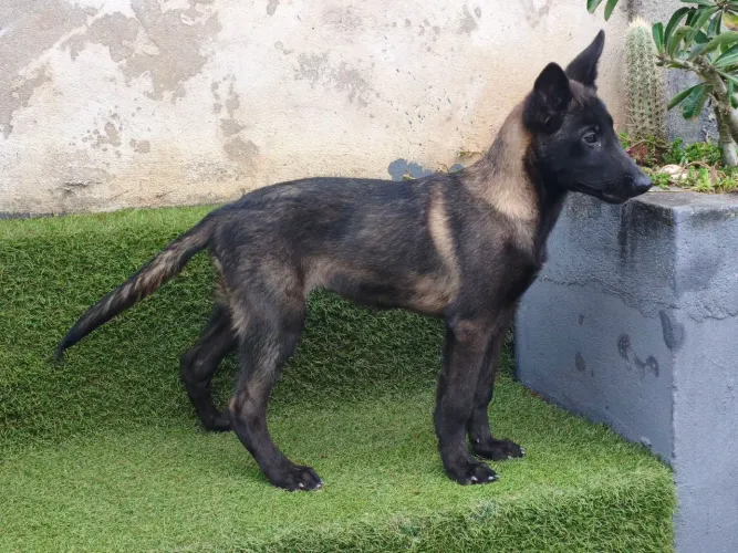 Malinois Fêmea - Excelente Linhagem | 10x R$300