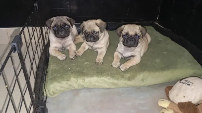 FILHOTES DE PUG MACHO (ABRICOT)