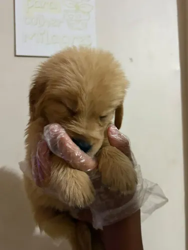 Golden Retriever filhotes lindos registrado e pronta entrega
