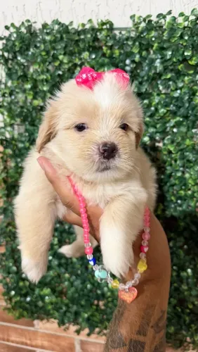 Lindos filhotes de lhasa Apso fêmeas 