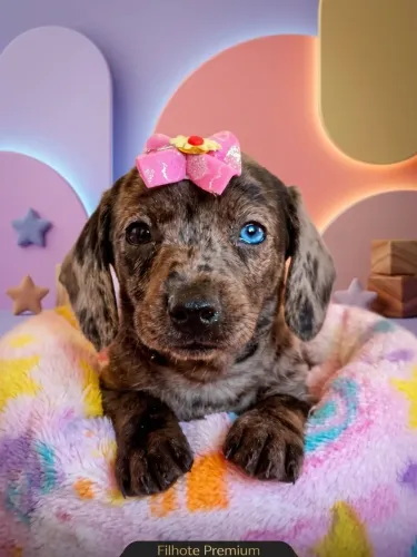Basset Arlequim