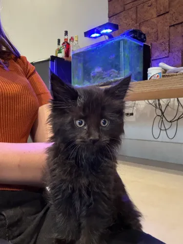 Gato filhote maine coon