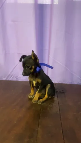 Vendo filhote de Pinscher