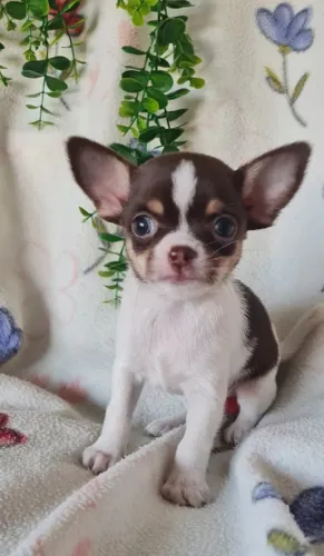 Chihuahua - Filhotes de Procedência com Atendimento Personalizado