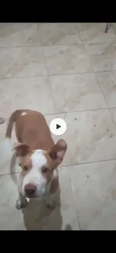 Doando Pitbull