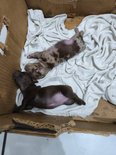 Filhotes de pinscher exóticos