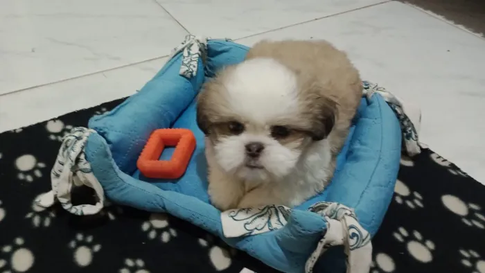 Vendo se 